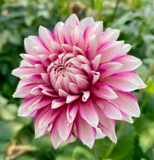 Budapest Blush - Tuber