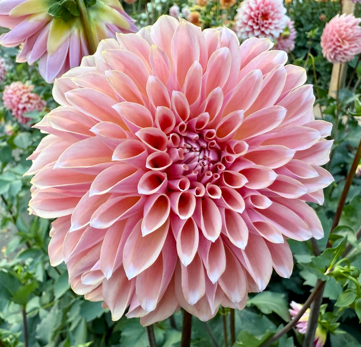 Lee’s Saltwater Taffy - Tuber