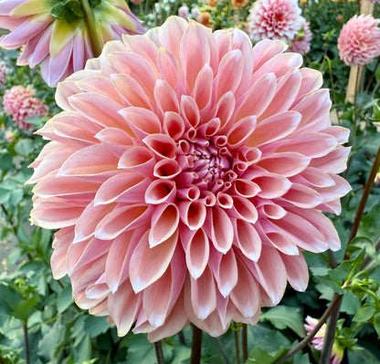 Lee’s Saltwater Taffy - Tuber