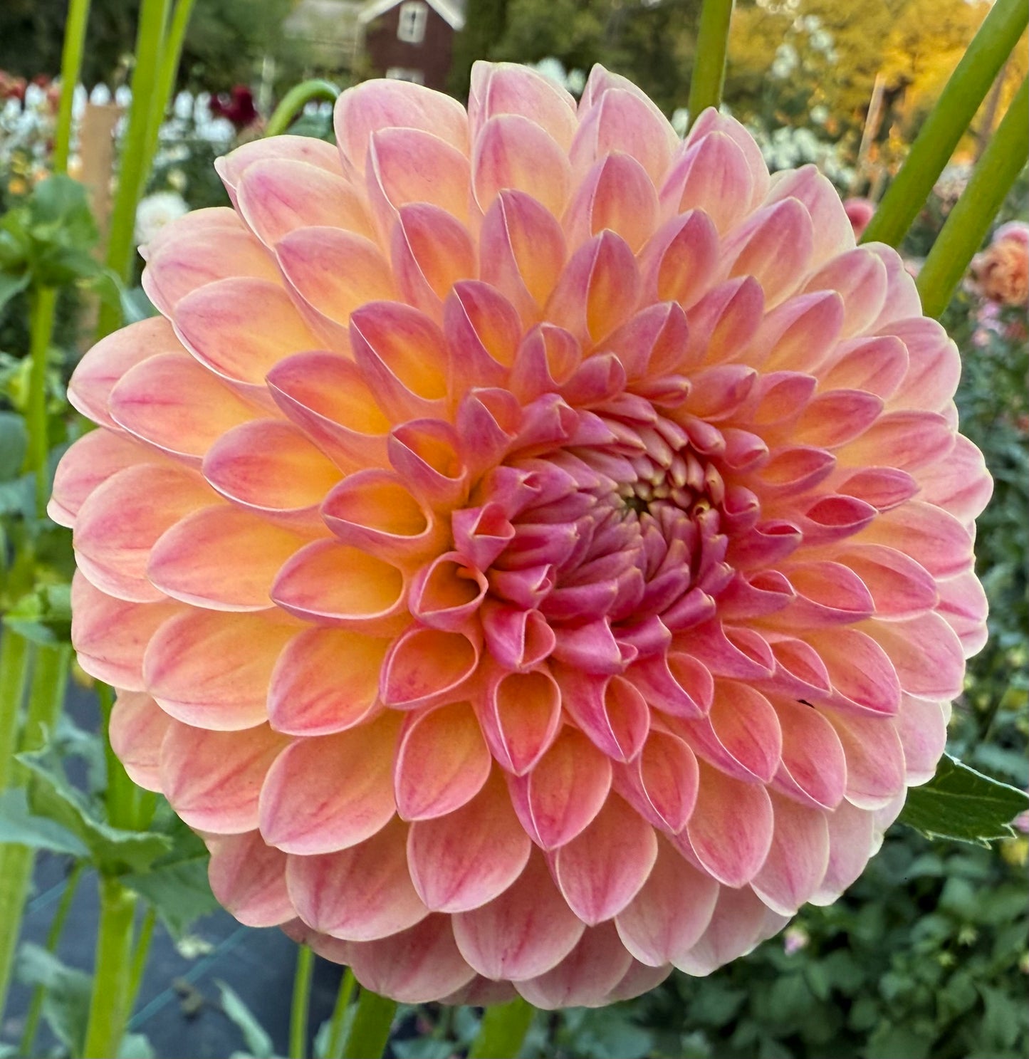 Hapet Salmon - Tuber