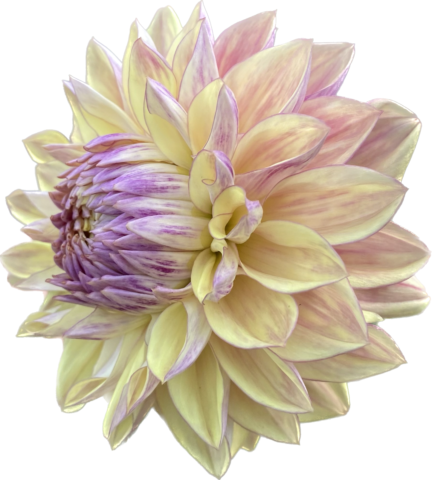 Dusty Beauty (Euro Variety) - Tuber