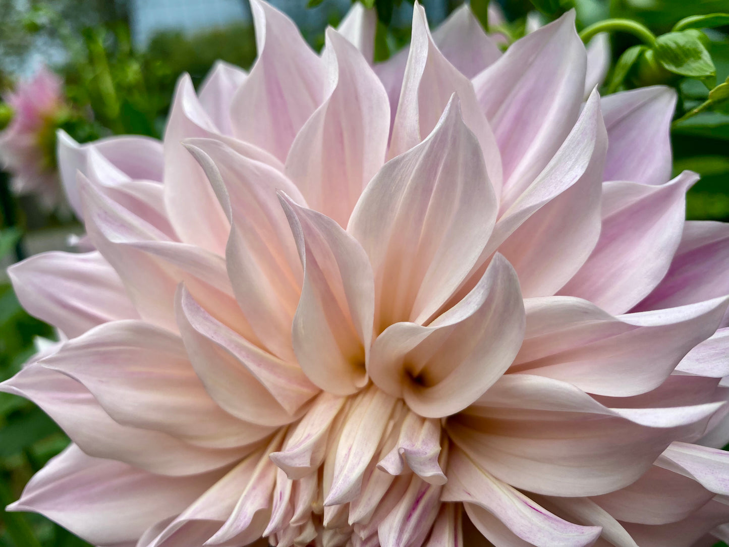 Cafe au Lait - Tuber