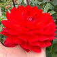 Taratahi Ruby - Tuber