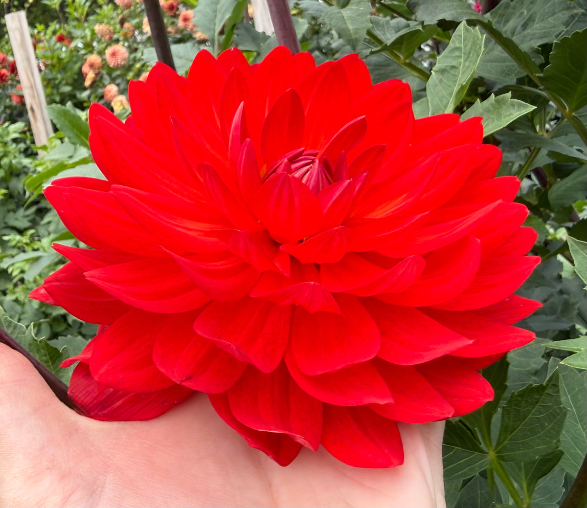 Taratahi Ruby - Tuber