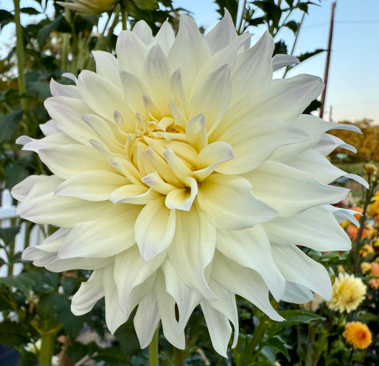 River’s Resilience - Tuber