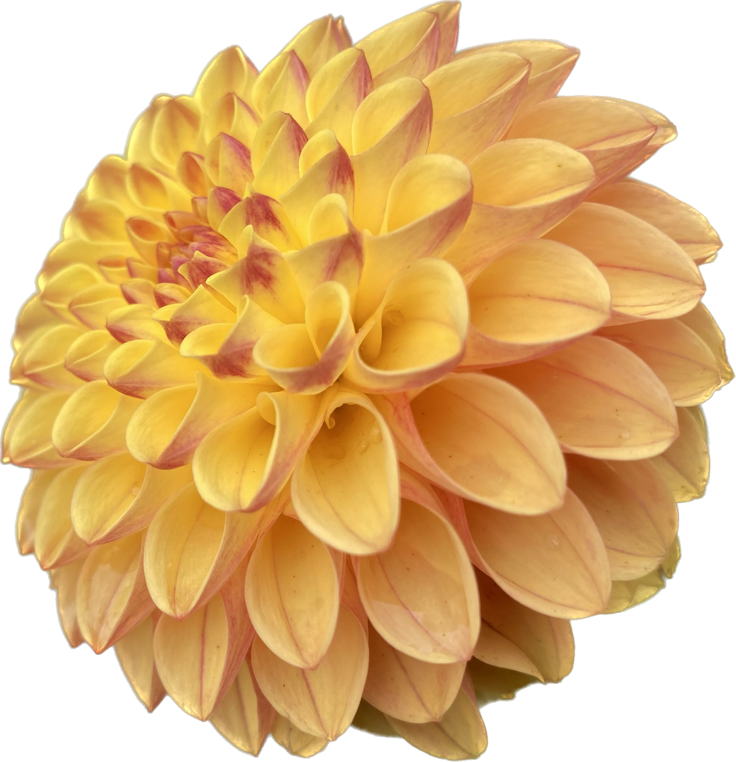 Clearview Butterscotch - Tuber