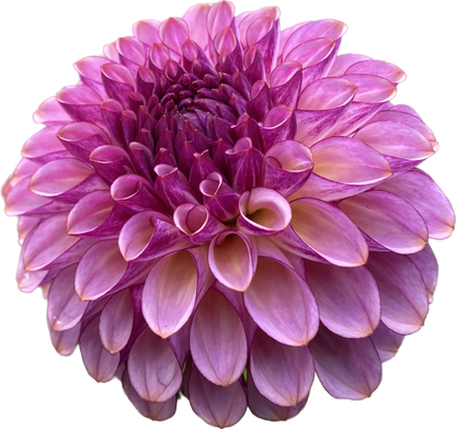 Ferncliff Thunder - Tuber