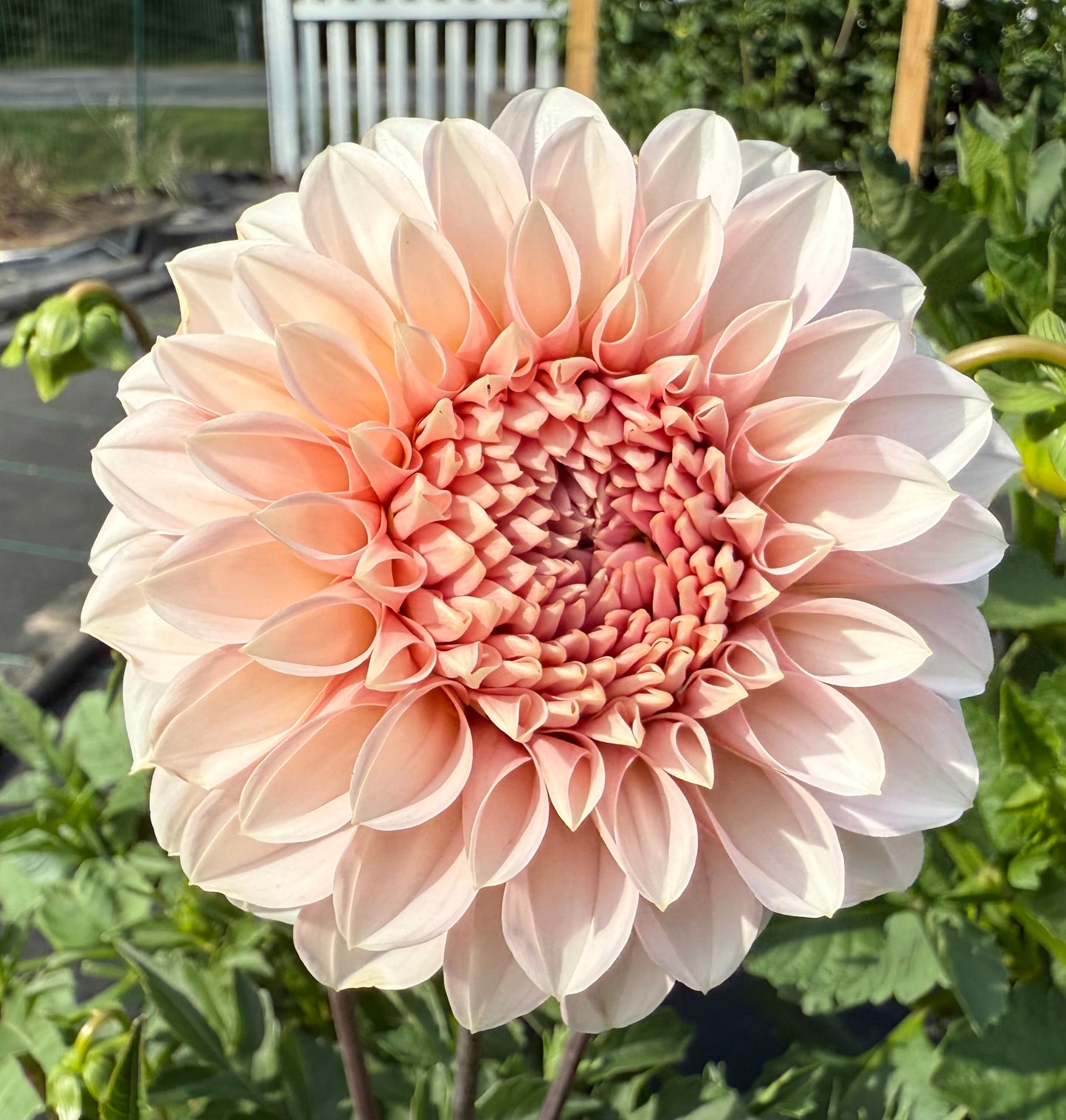 RM Baby Girl - Tuber