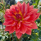 Hollyhill Daydream - Tuber