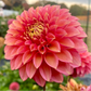 Camano Mystery - Tuber - LIMIT 1