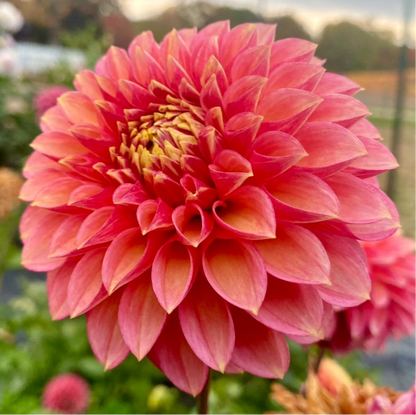 Camano Mystery - Tuber