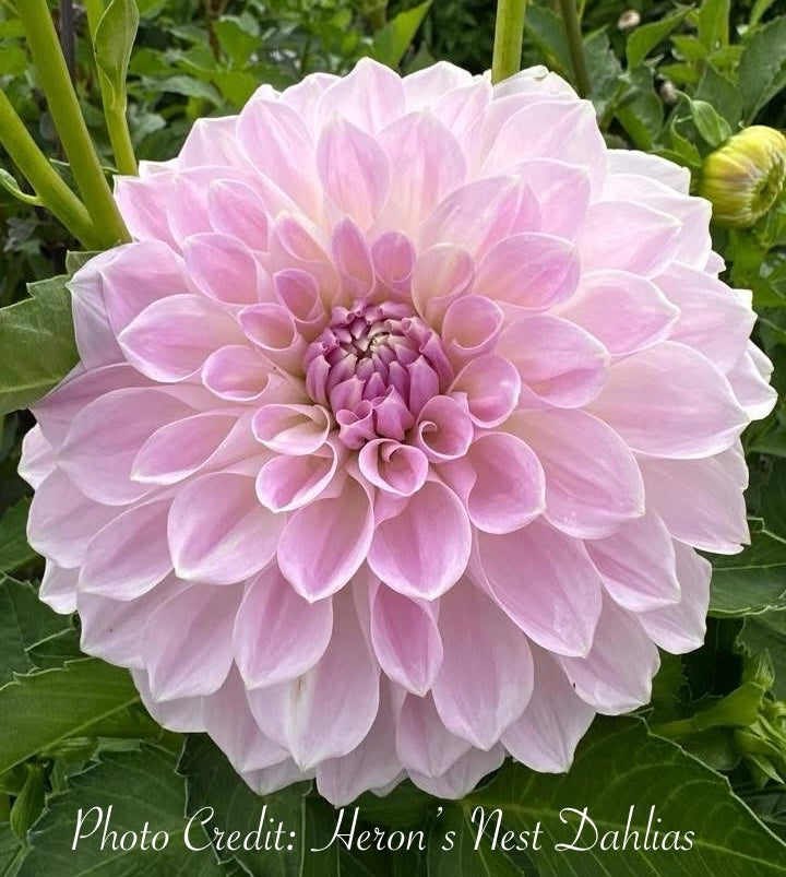 Lakeview Premier - Tuber