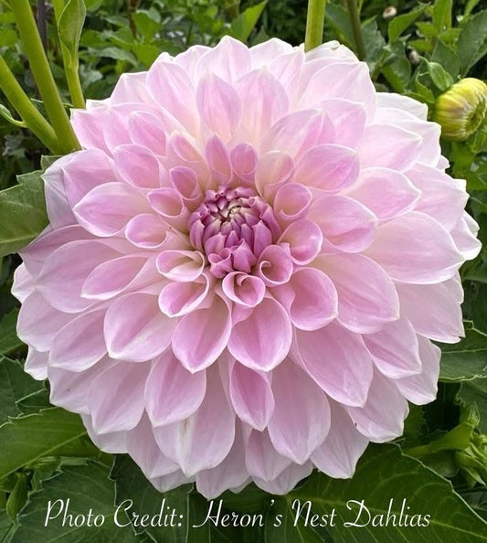 Lakeview Premier - Tuber