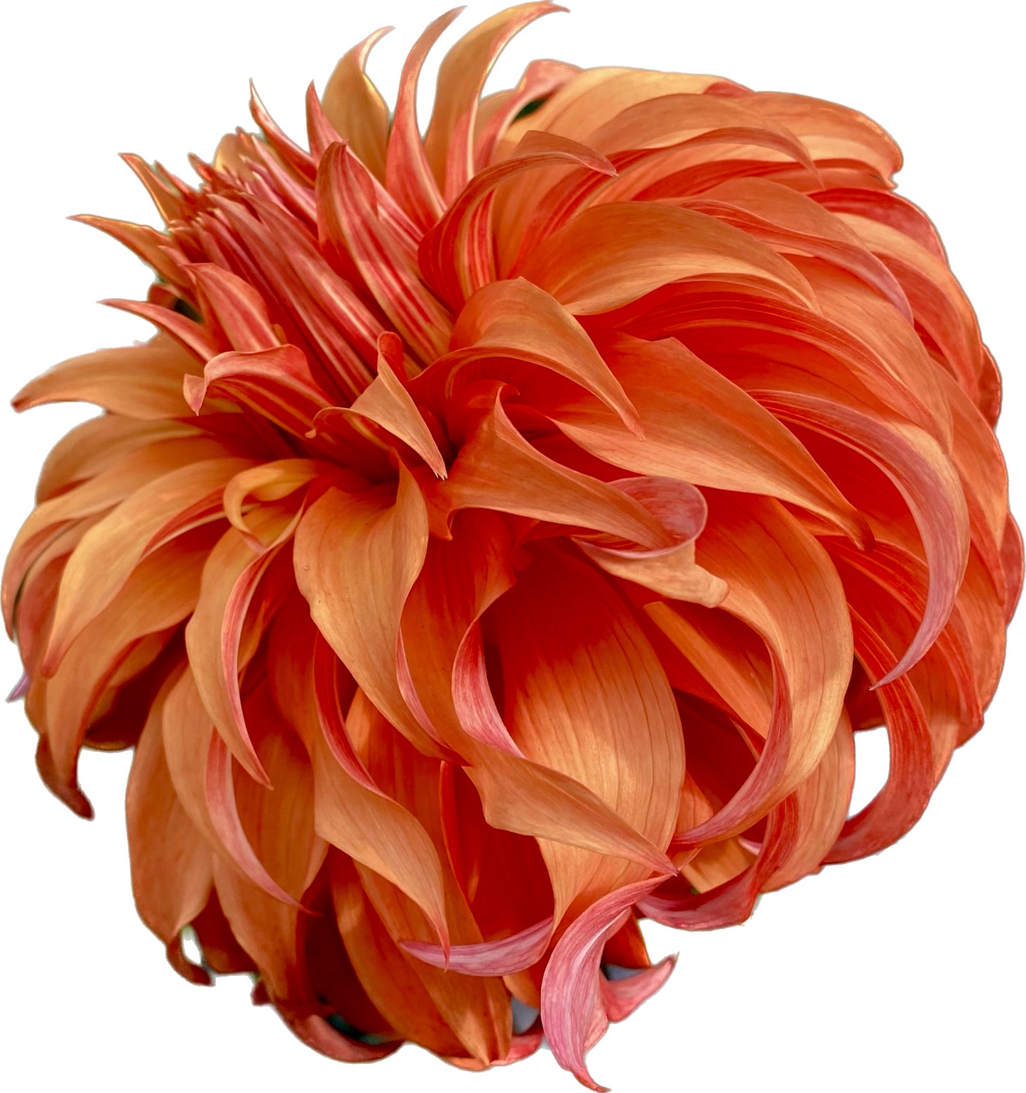 Bloomquist Jean - Tuber