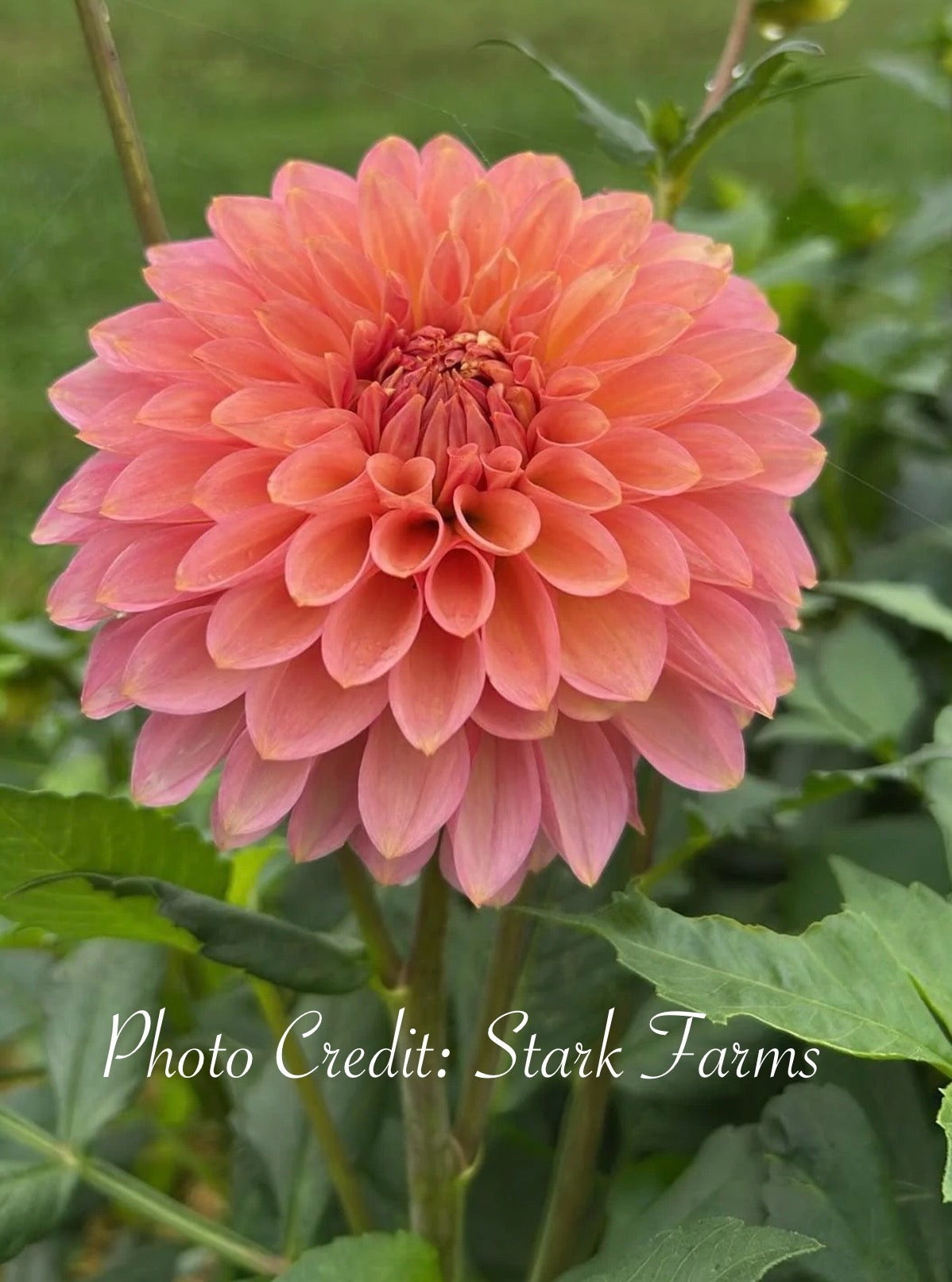 Bloomquist Azalea - Tuber