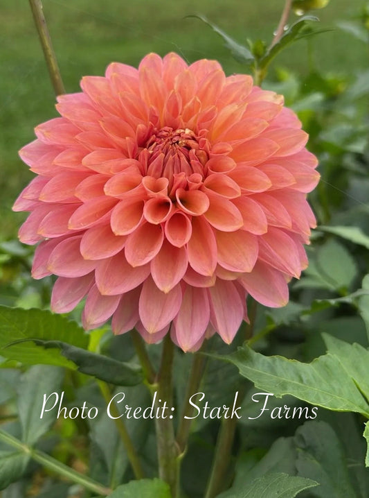 Bloomquist Azalea - Tuber