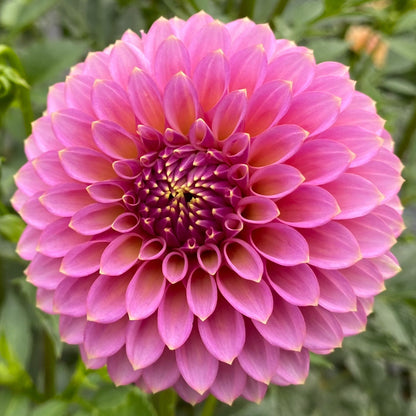 Skipley Spot of Gold - Tuber