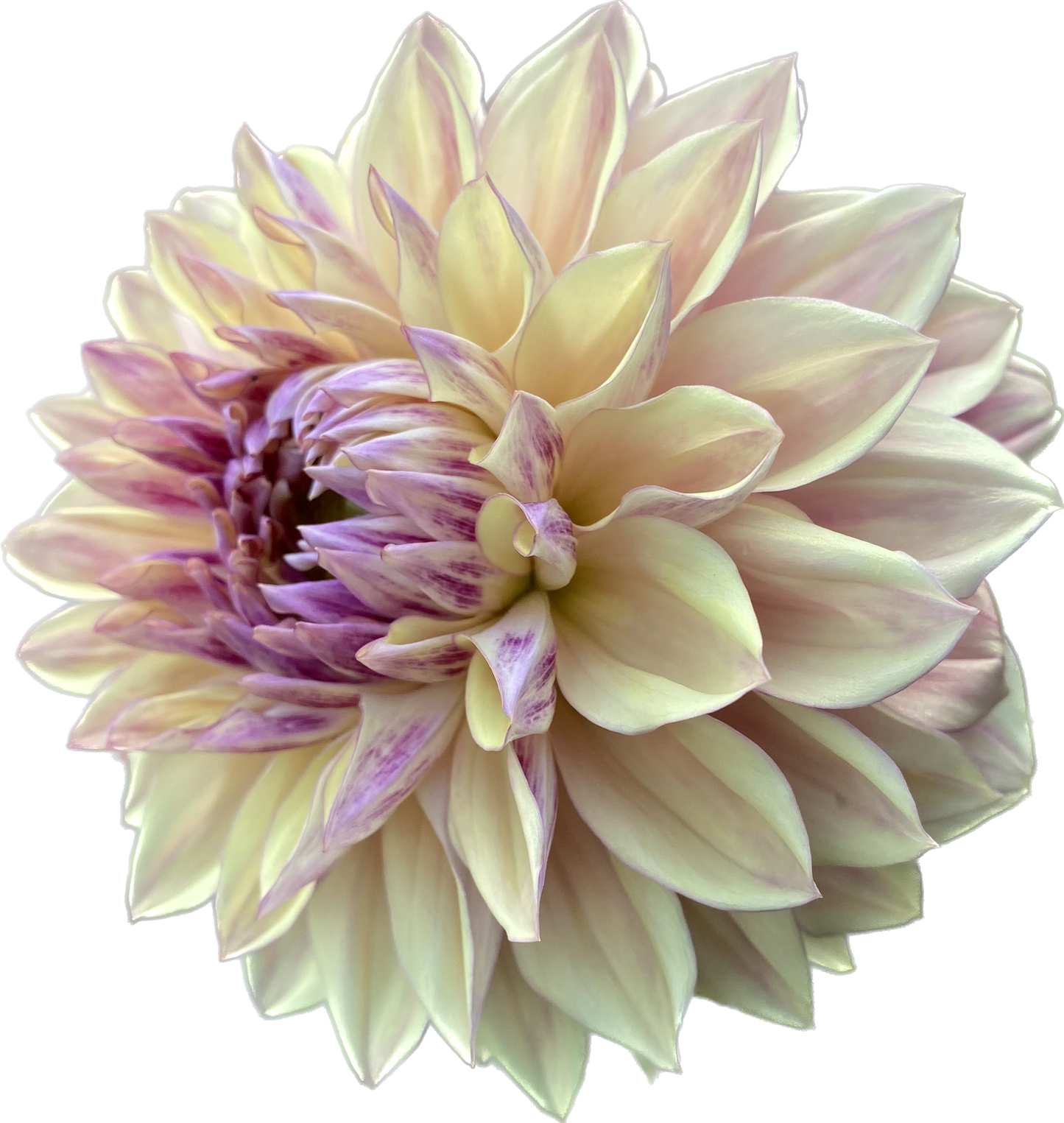 Dusty Beauty (Euro Variety) - Tuber