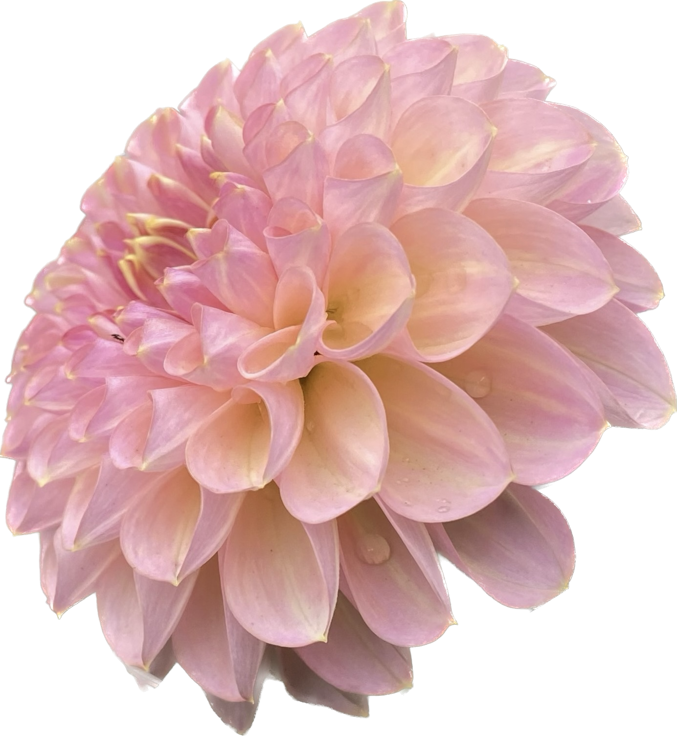 Dahlia Tubers – Page 3 – Dragonfly Dahlias