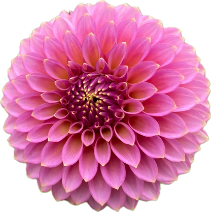 Skipley Spot of Gold - Tuber