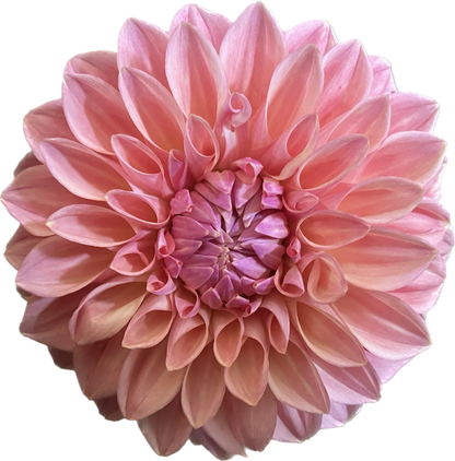 Bloomquist Alan - Tuber