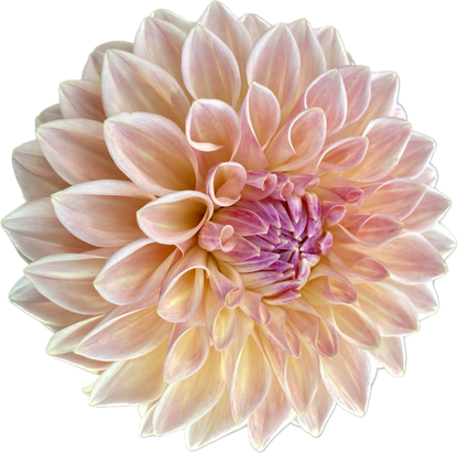 Bloomquist Alan - Tuber