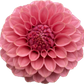 KA Keltie Rose - Tuber