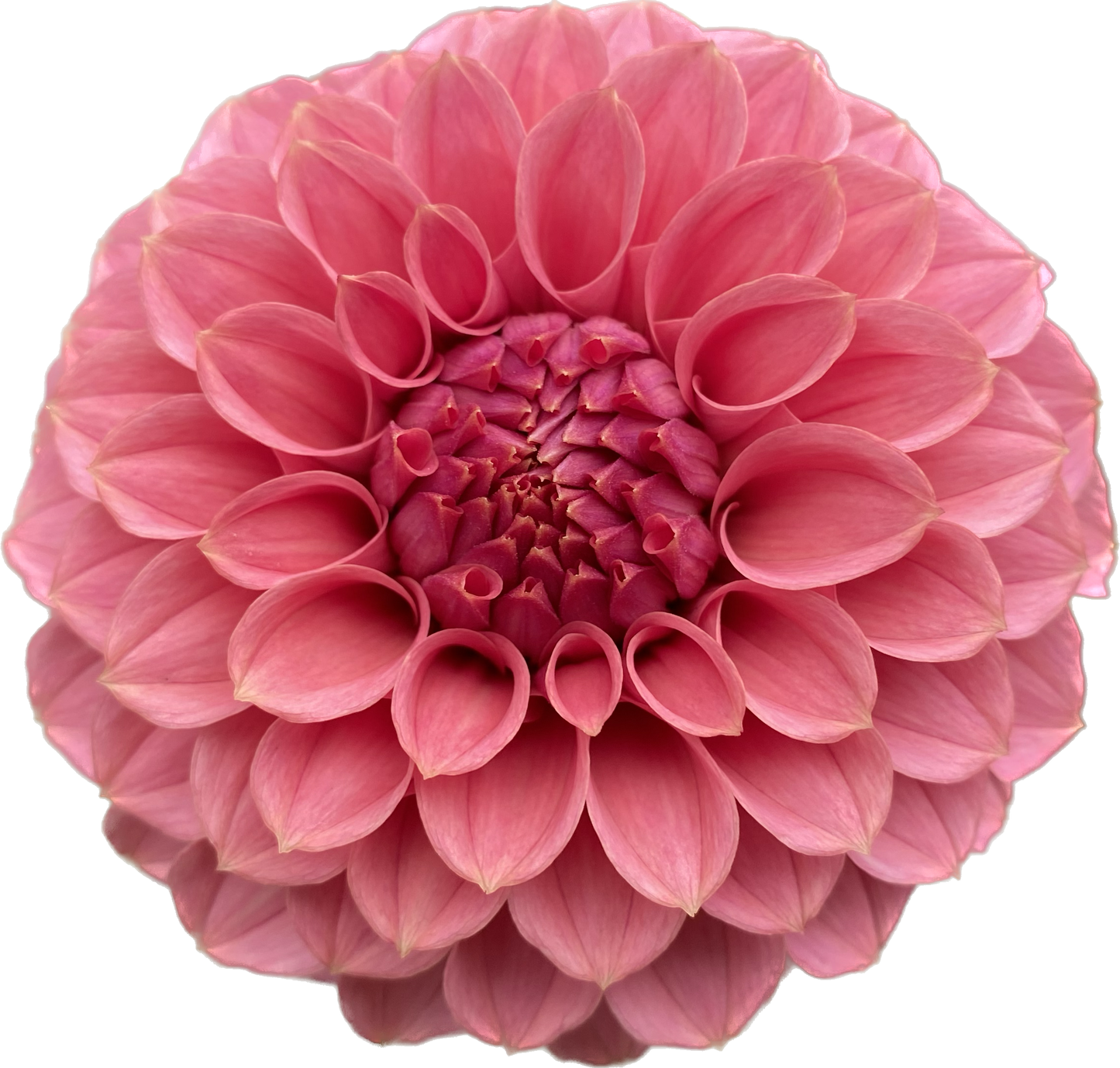 KA Keltie Rose - Tuber