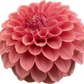 KA Keltie Rose - Tuber