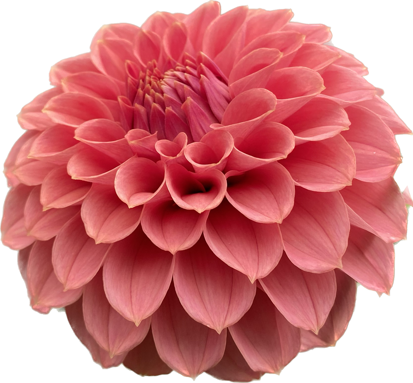 KA Keltie Rose - Tuber