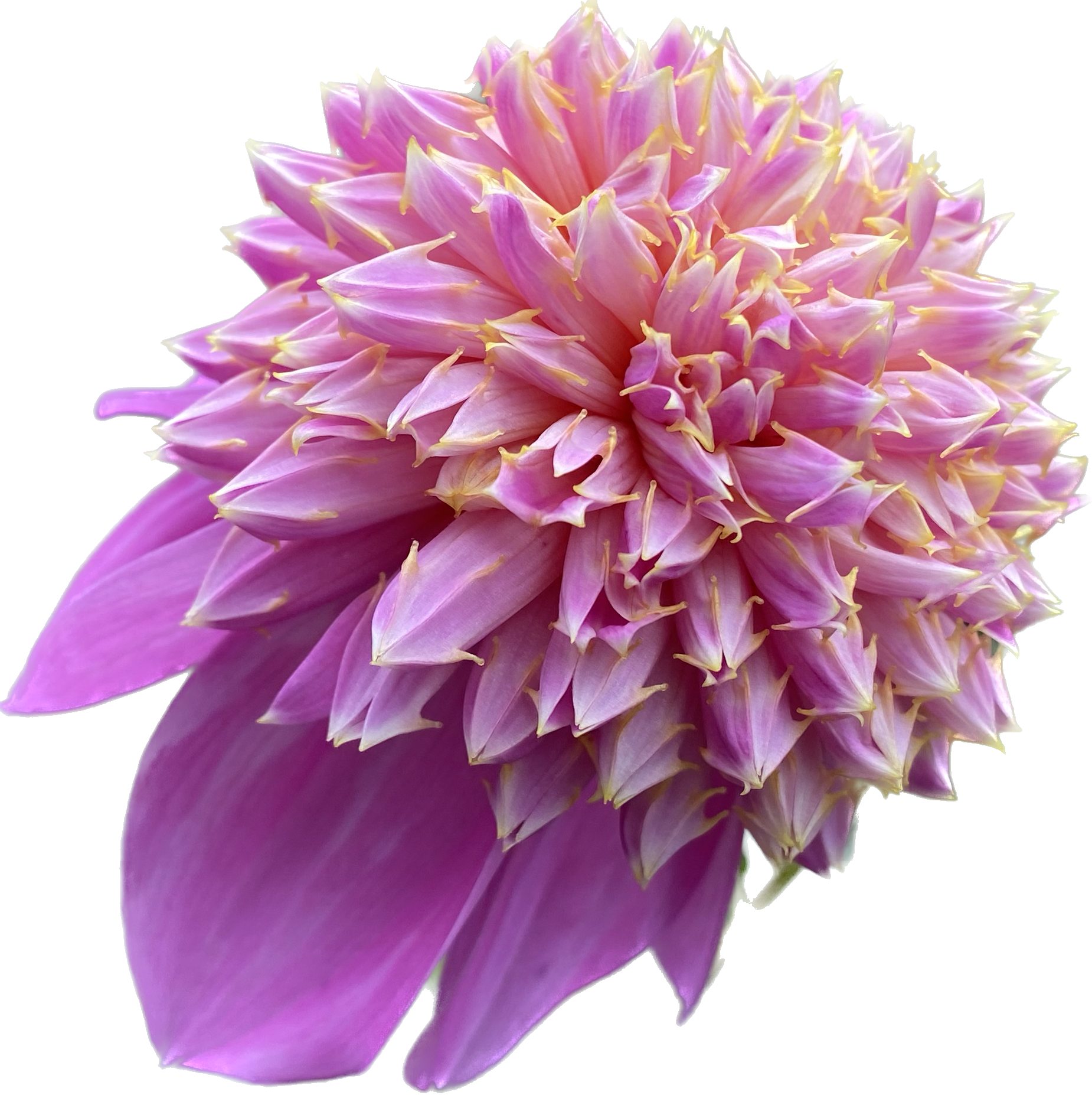 Dahlia Tubers – Dragonfly Dahlias