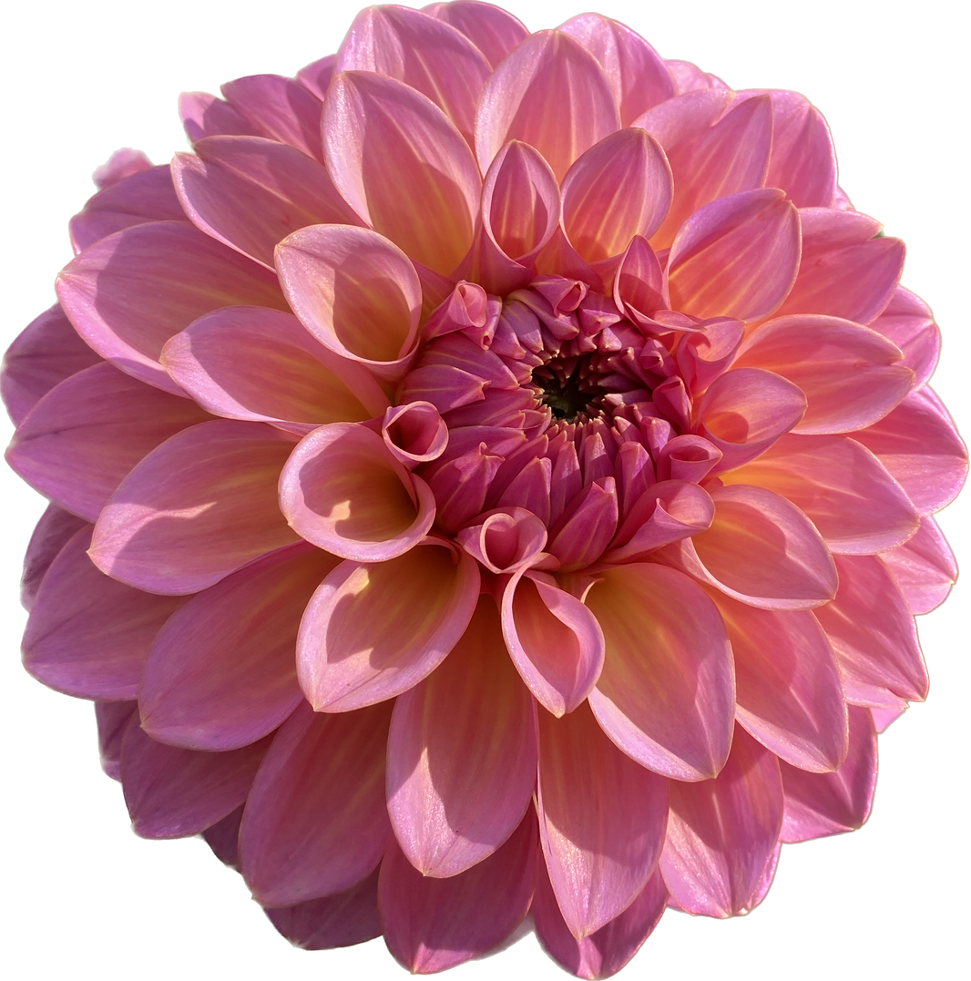 Products – Dragonfly Dahlias