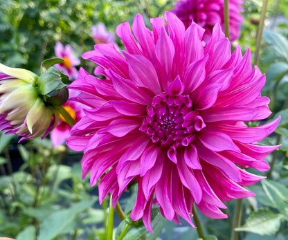 Bloomquist Pinwheel - Tuber