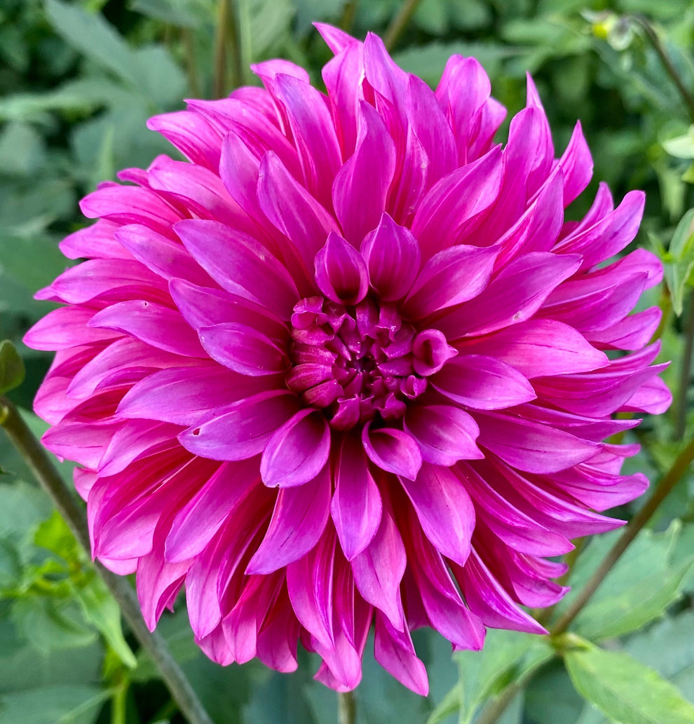 Bloomquist Pinwheel - Tuber – Dragonfly Dahlias