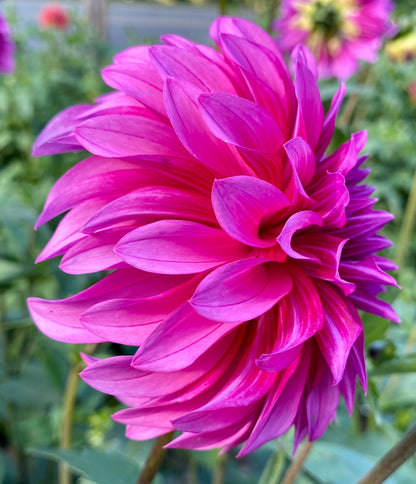 Bloomquist Pinwheel - Tuber