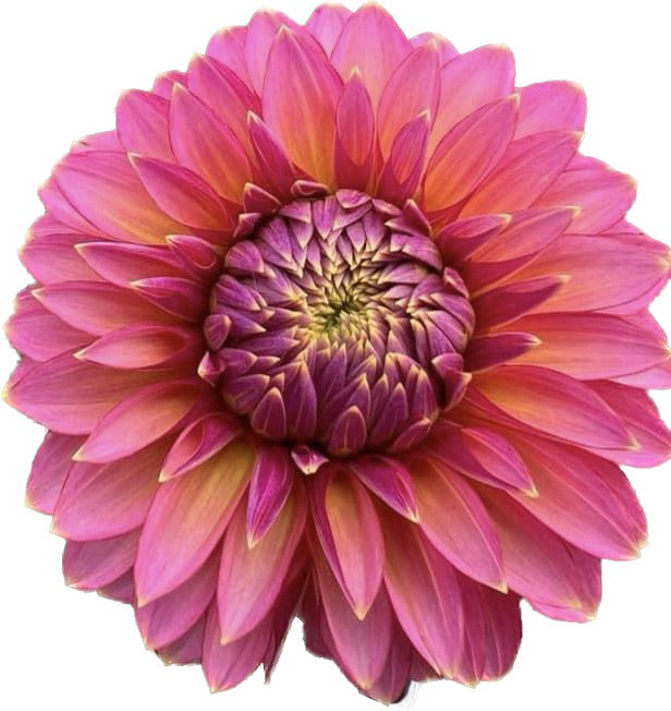 Products – Dragonfly Dahlias