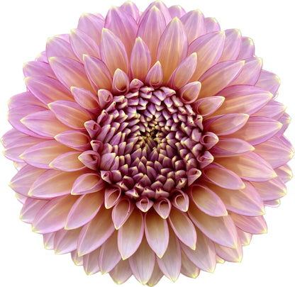 Bloomquist Mojo - Tuber