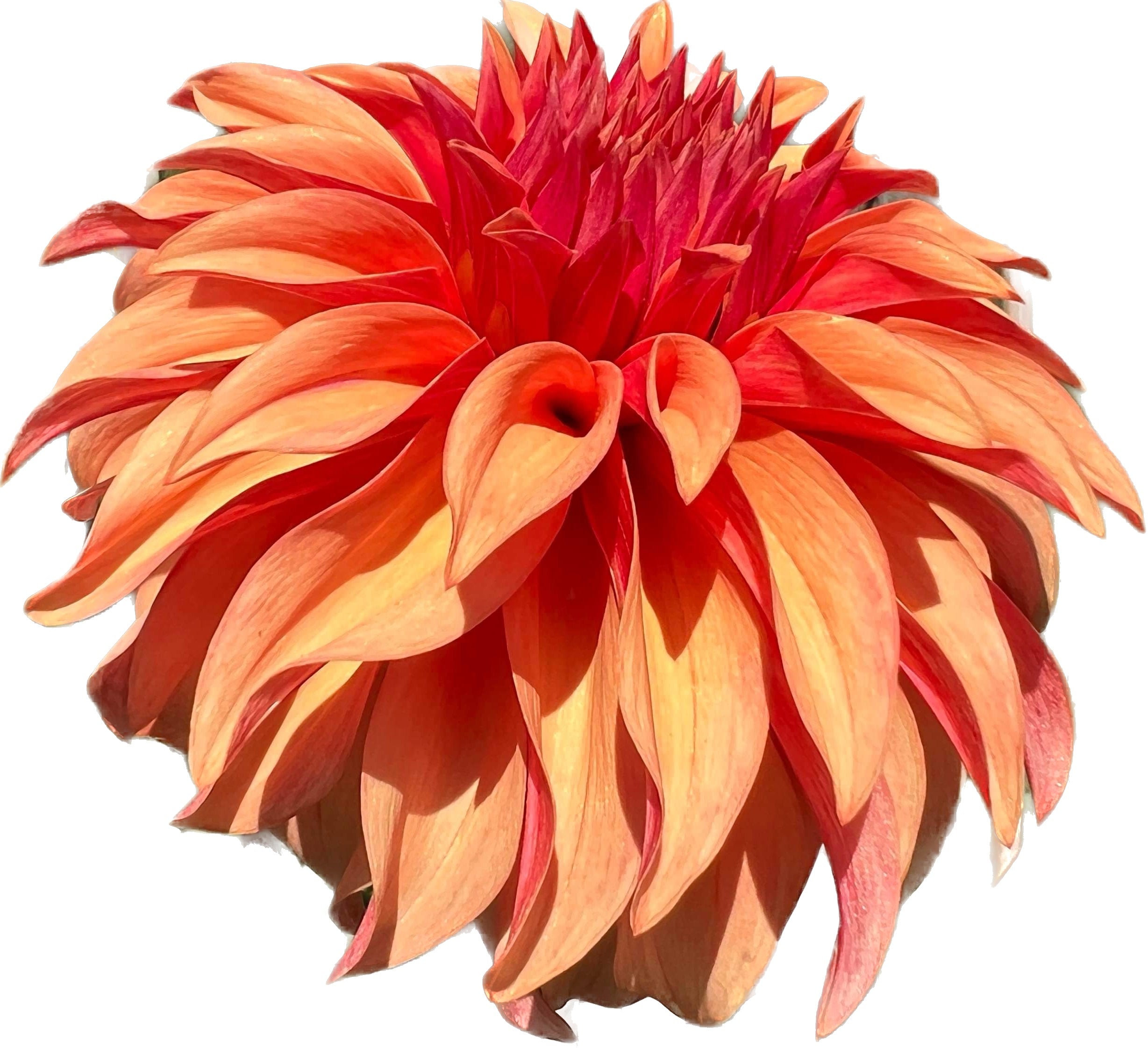 Products – Page 2 – Dragonfly Dahlias