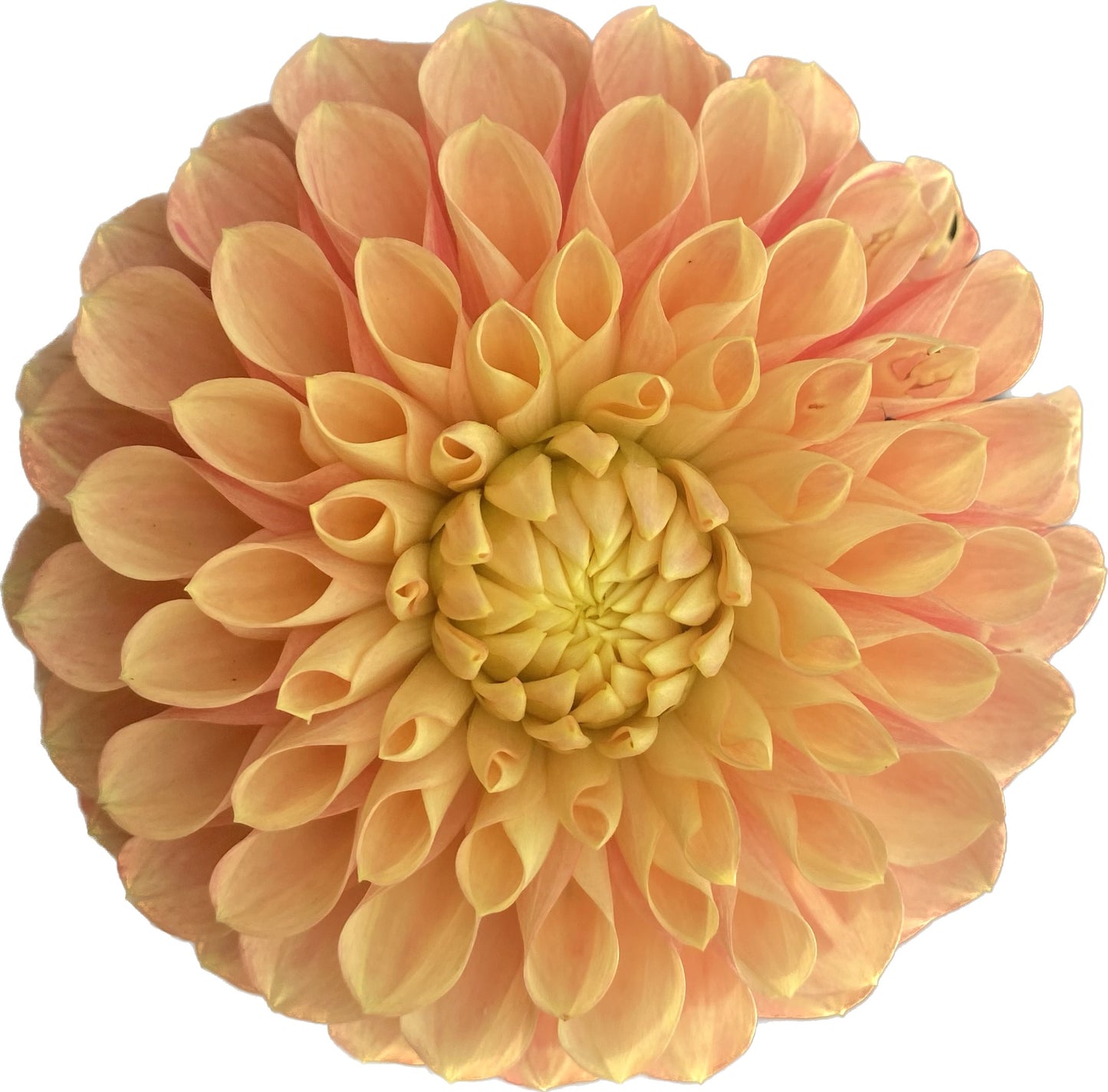 Clearview Emma - Tuber
