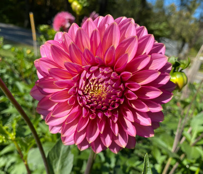 Bloomquist Mojo - Tuber