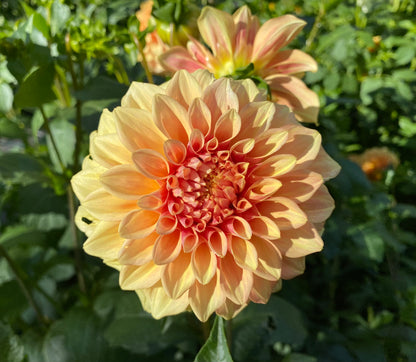 Bracken Sarah - Tuber