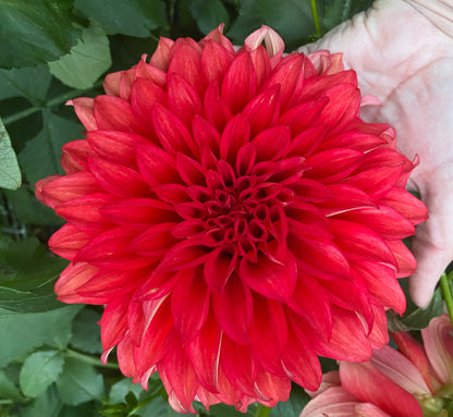 Bloomquist Jana - Tuber