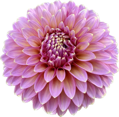 Bloomquist Mojo - Tuber