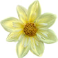Clair de Lune (Heirloom) - Tuber