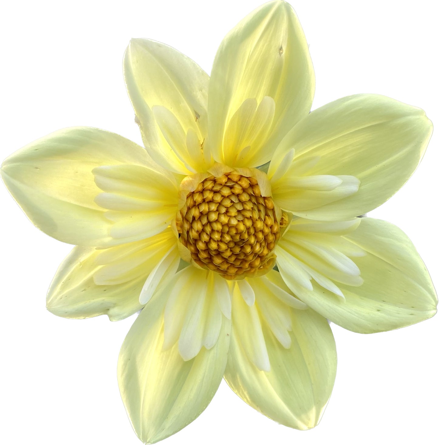 Clair de Lune (Heirloom) - Tuber
