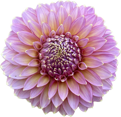 Bloomquist Mojo - Tuber